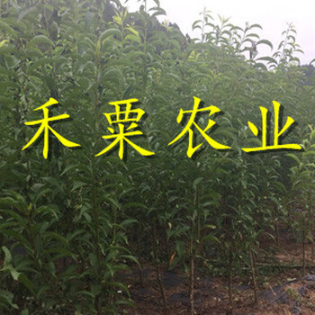 湖南早熟李子苗全國(guó)均可發(fā)貨。早熟李子苗品種介紹