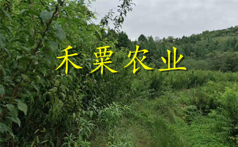 汶川李子苗。李子苗基地