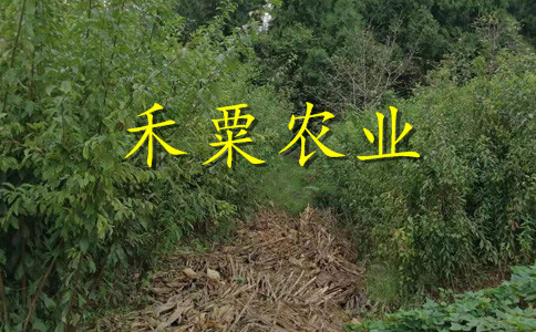 貴州李子苗買過的人都好評。李子苗品種介紹