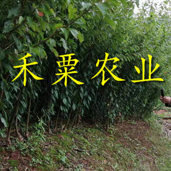 安康早熟李子苗。早熟李子苗價(jià)格