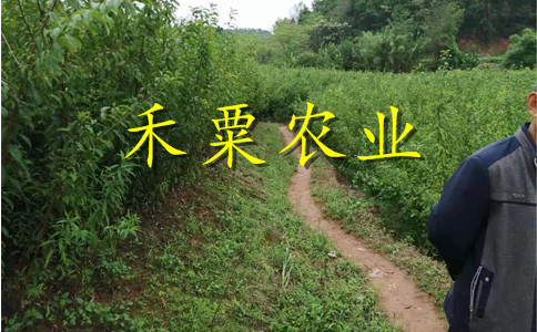 湖南衡陽李子苗批發(fā)__成活率高李子樹苗廠家。