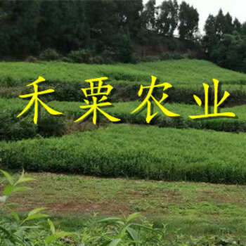 江蘇早熟李子苗一棵價(jià)格。早熟李子苗生產(chǎn)基地