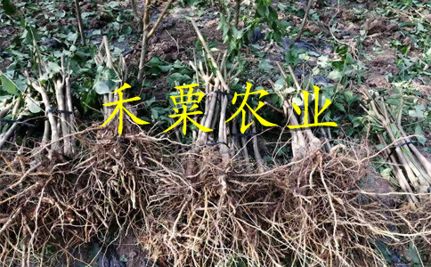 漢中李子樹苗今日報價。李子樹苗廠家