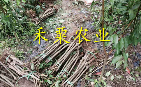 江西李子苗基地品质，品种可靠。李子苗物有所值