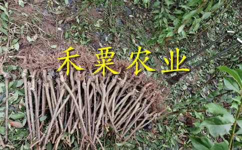 浙江李子樹苗生長期技術。李子樹苗農場