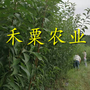 十堰李子苗現(xiàn)貨銷售。李子苗生產(chǎn)基地