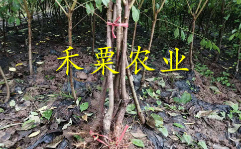 茂縣早熟李子苗了解一下這家報(bào)價(jià)。早熟李子苗農(nóng)場(chǎng)