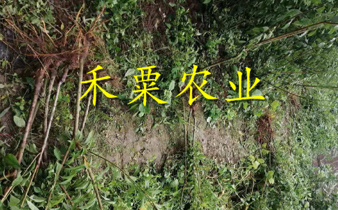 德陽(yáng)李子苗物有所值。李子苗品種