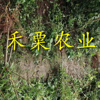湖北李子苗點(diǎn)擊了解更多優(yōu)惠。李子苗批發(fā)
