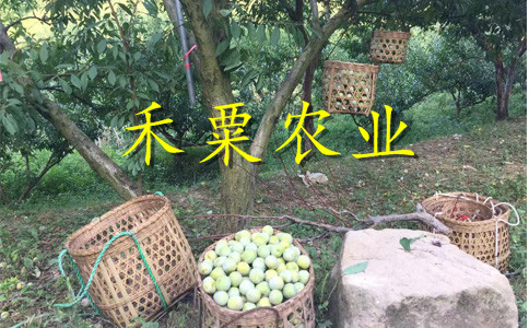 綿陽李子苗便宜價格。李子苗新品種