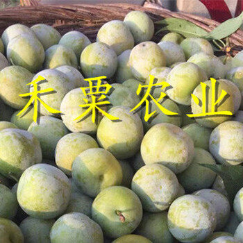 綿陽李子樹苗新品種價格。李子樹苗農(nóng)場