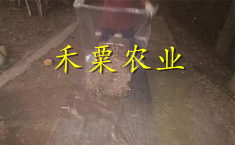 云南晚熟李子苗批發(fā)商。晚熟李子苗生產(chǎn)基地