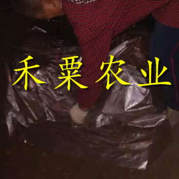 福建李子苗供應商__成活率高李子樹苗李子樹苗種植時間。
