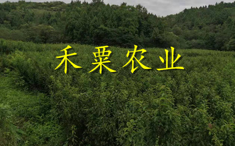 早熟李子苗批發(fā)。可數(shù)倍盈利