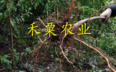 早熟李子苗合作社。進(jìn)來(lái)選擇你想要的