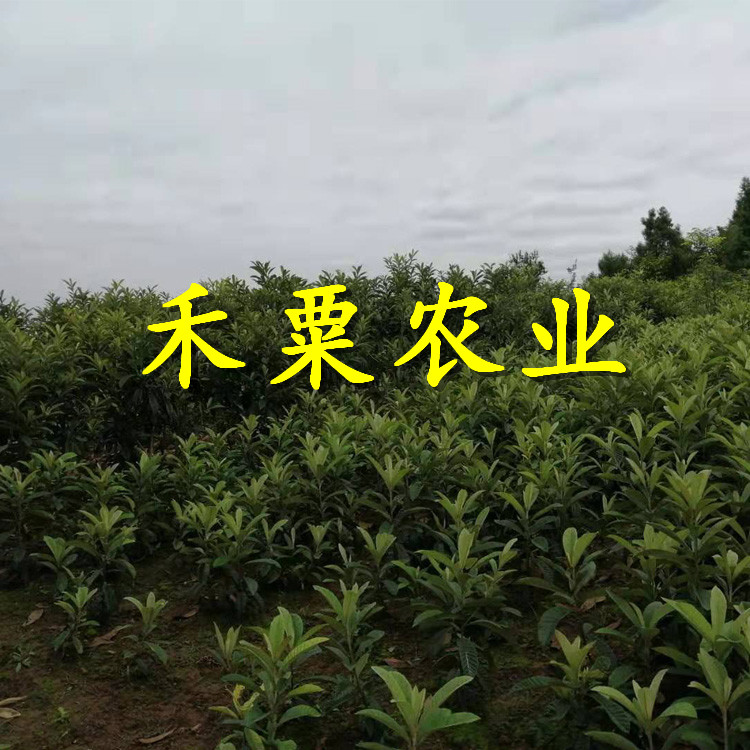 陕西安康枇杷苗销售|_1-3公分五星枇杷苗批发行情。