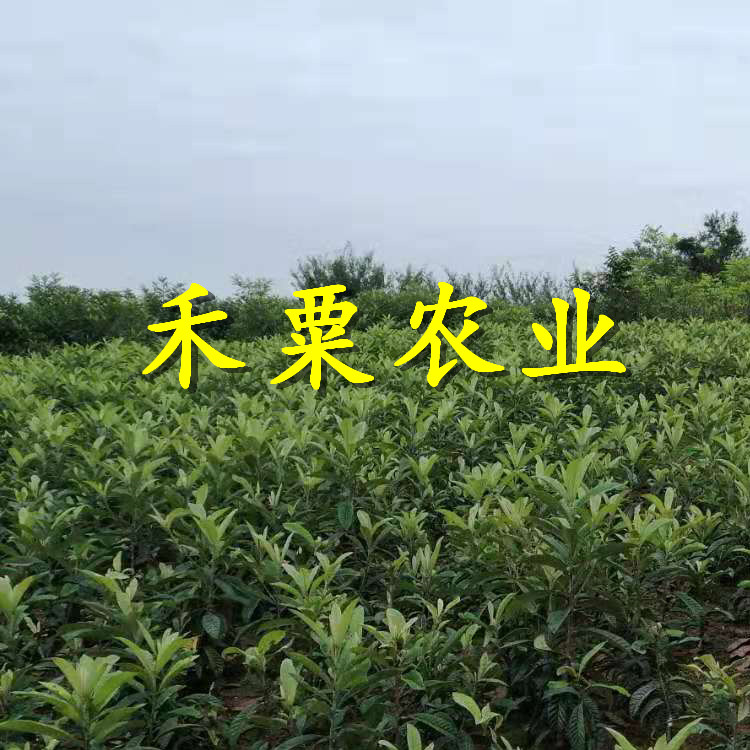 重庆开县枇杷苗木基地|_果树枇杷苗什么时候移栽好？