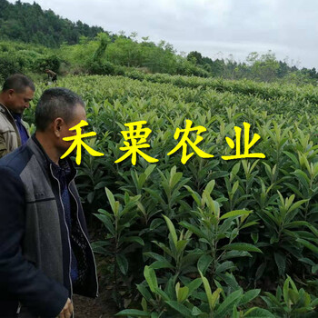 福建大五星枇杷樹苗免費(fèi)獲取報(bào)價(jià)。大五星枇杷樹苗銷售