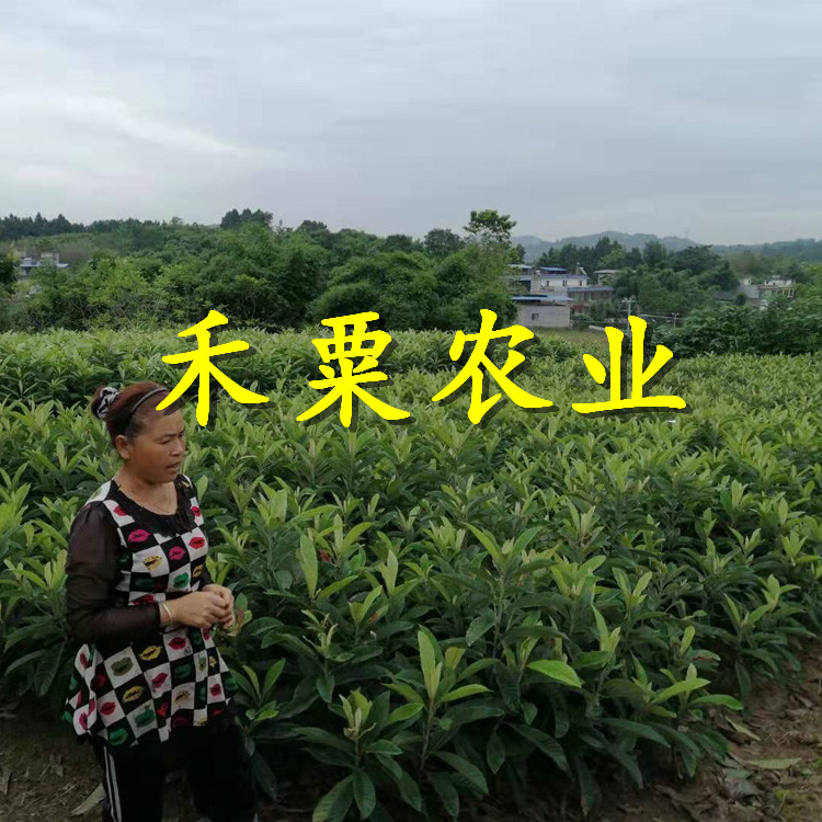 湖南枇杷树苗批发|_3公分大五星枇杷苗种植技术。
