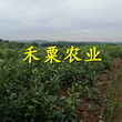 安徽枇杷苗可数倍盈利。枇杷苗农场图片