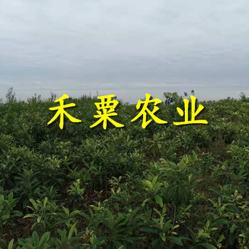 重庆丰都枇杷苗新品种价格_次年挂果五星枇杷苗种植时间。