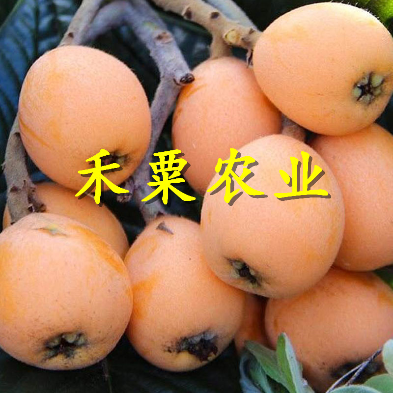 重庆彭水枇杷苗批发|_1年大五星枇杷树苗种植时间。