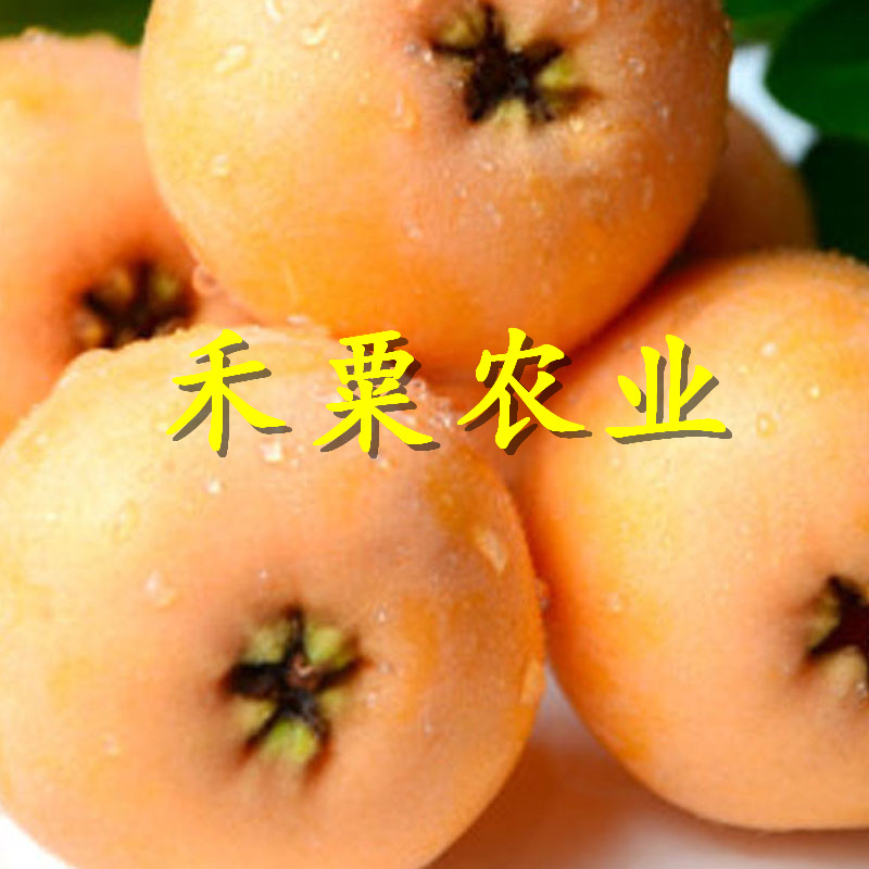 重庆彭水枇杷苗批发|_1年大五星枇杷树苗种植时间。