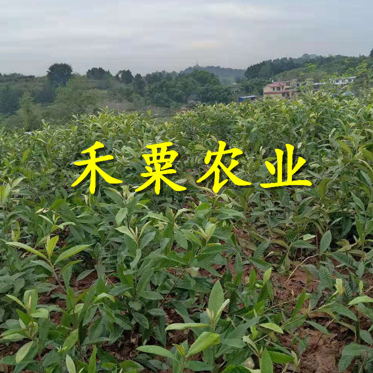 江苏枇杷树苗想了解的点击进入。枇杷树苗生产基地