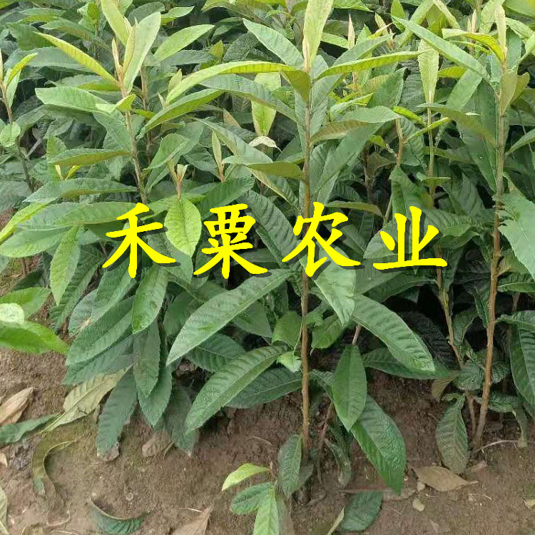 湖南枇杷树苗批发|_3公分大五星枇杷苗种植技术。