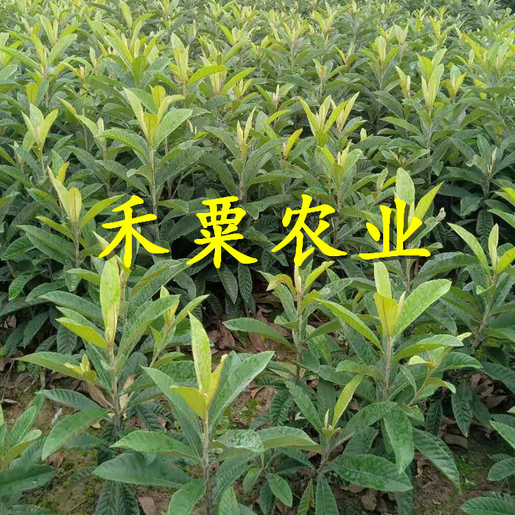 汶川枇杷苗种植见效快。枇杷苗新品种