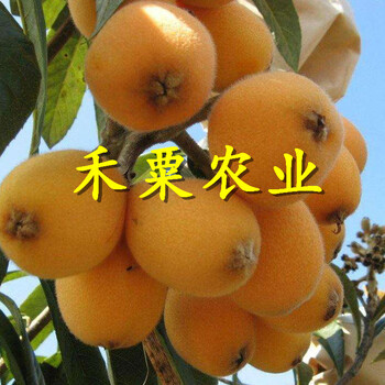 綿陽枇杷苗價格及掛果圖片。枇杷苗品種介紹