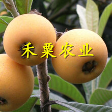 重庆忠县特价枇杷苗批发_早熟大五星枇杷苗种植几年能挂果?图片