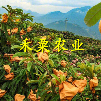 湖北神農(nóng)架枇杷樹苗價格_大紅袍枇杷苗栽培技術(shù)與管理。