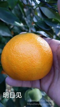湖南树人农林公司长期供应无病毒柑橘苗木柑橘新品种