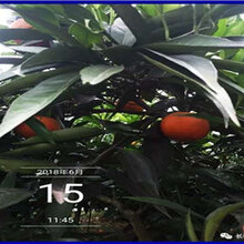 广西银丰园艺长叶香橙批发价格种苗种植图片