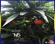 海南銀豐園藝長葉香橙品種種苗種植香橙圖片0