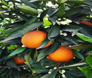 未來種植什么柑橘品種有前景圖片