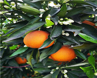 重慶長葉香橙基地批發種苗種植圖片4