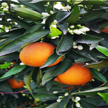 广州长叶香橙种植基地