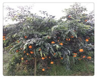 四川长叶香橙批发价格种苗种植香橙图片3