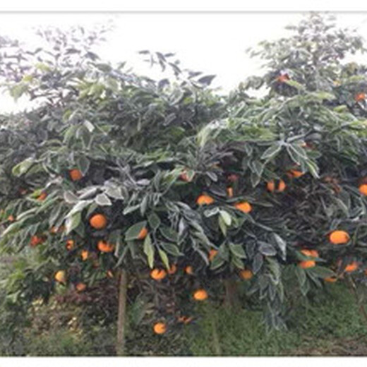 南安长叶香橙果苗种植