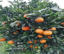 重慶長葉香橙哪家好種苗種植圖片