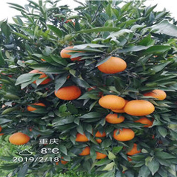 湖北银丰园艺长叶香橙品种