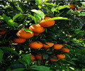 江蘇銀豐園藝長葉香橙批發價格種苗種植香橙