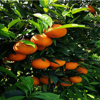 盐城长叶香橙果苗种植