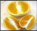 長葉香橙枝條批發種苗種植香橙圖片