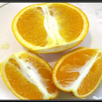 重庆长叶香橙哪里有种苗种植香橙