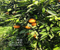 江津长叶香橙种植技术