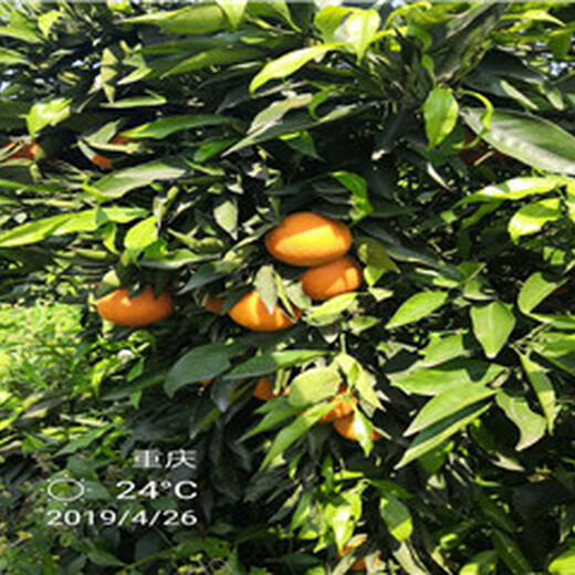 广东长叶香橙种植香橙