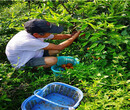 湖北银丰园艺长叶香橙种苗批发种苗种植图片